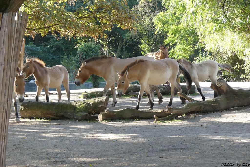 Przewalski-Pferd (Przewalski-Urwildpferd, Asiatisches Wildpferd)