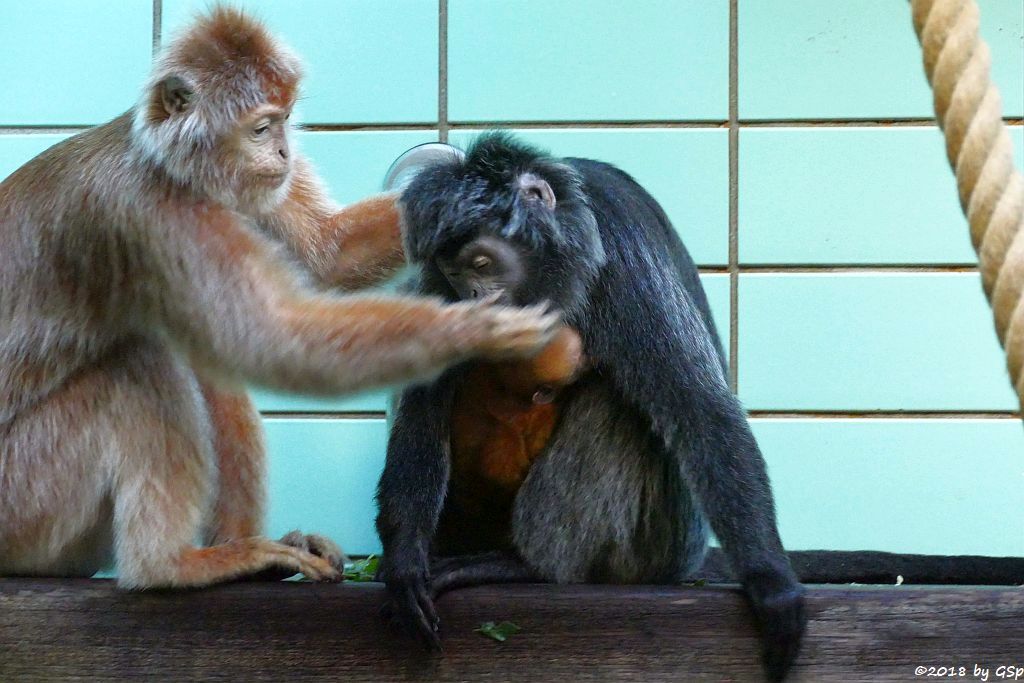 Schwarzer Haubenlangur (Javanischer Haubenlangur, Budeng)