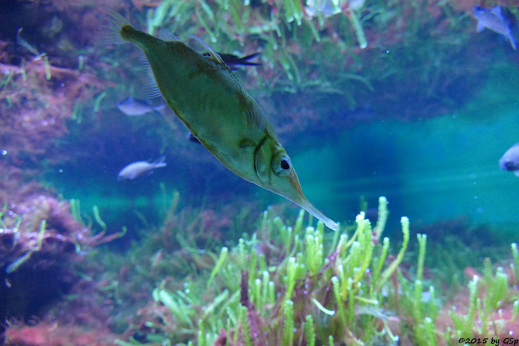 Gewöhnlicher Schnepfenfisch, Mönchsfisch