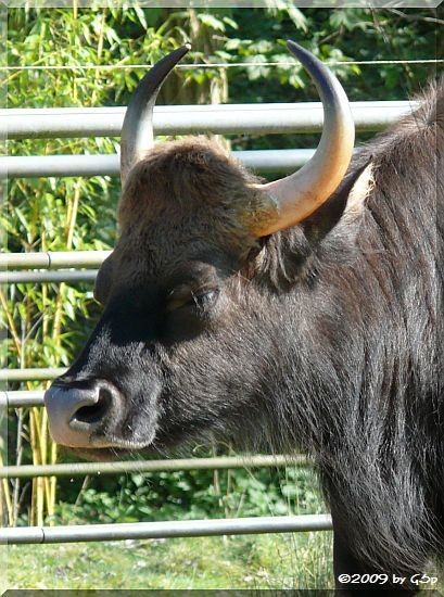 Gaur