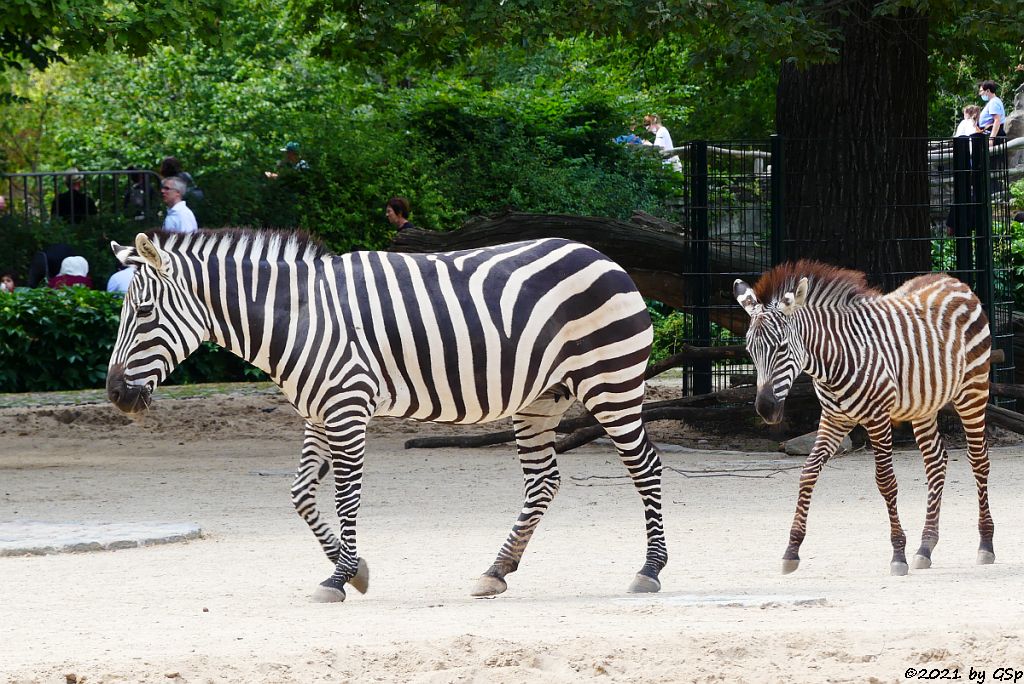 Böhm-Steppenzebra (Grant-Zebra)