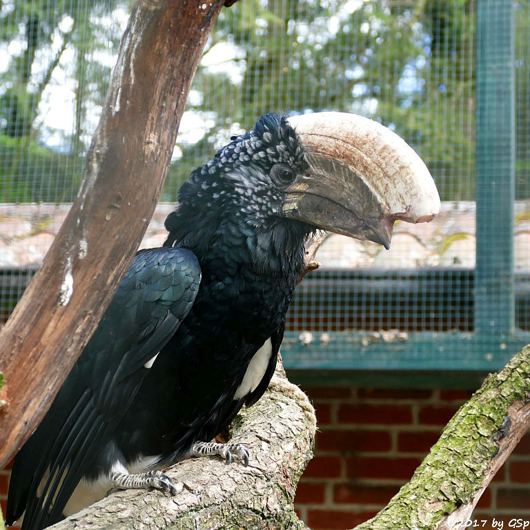 Silberwangen-Hornvogel