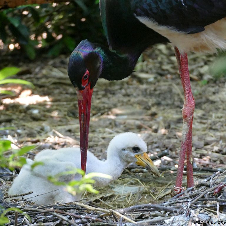 Schwarzstorch, Küken geschl. 20.6.19