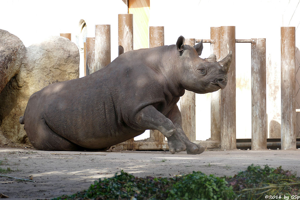 Spitzmaulnashorn