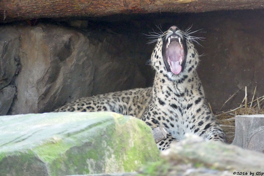 Nordpersischer Leopard (Afghanischer Leopard)