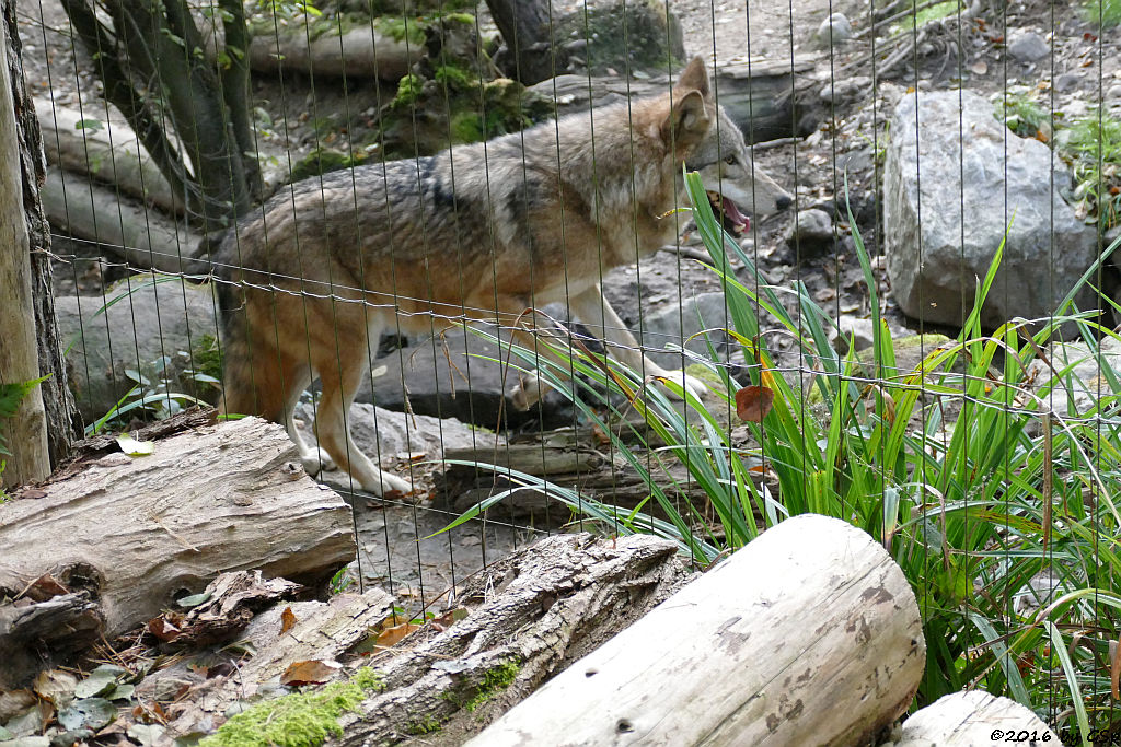 Mongolischer Wolf (Tibetischer Wolf)