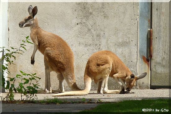 Rotes Riesenkänguru