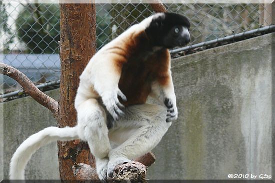 Kronensifaka