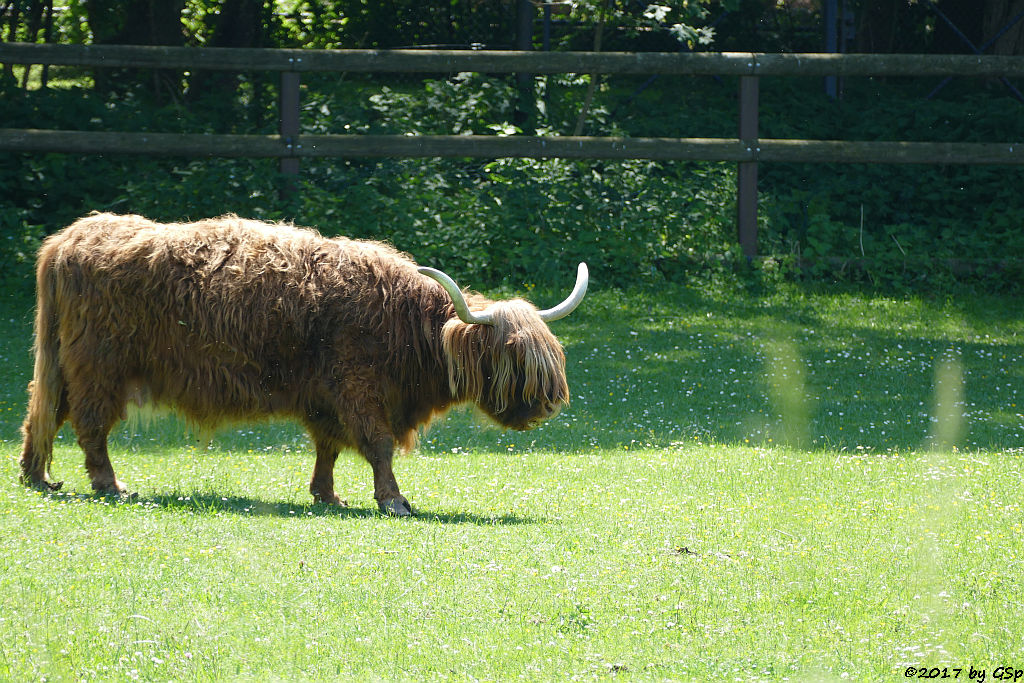 Schottisches Hochlandrind