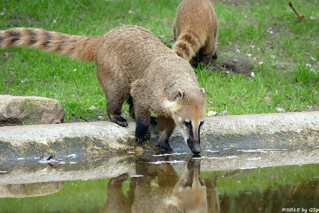 Nasenbär