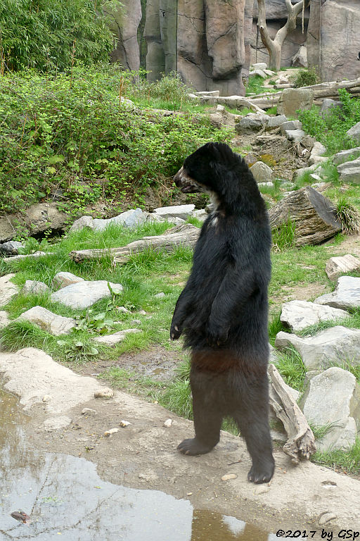Brillenbär (Andenbär)