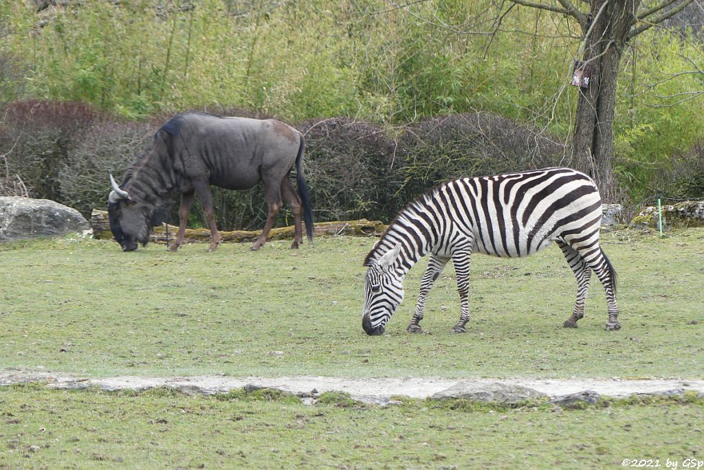 Südliches Streifengnu (Blaues Gnu), Böhm-Steppenzebra (Grant-Zebra)