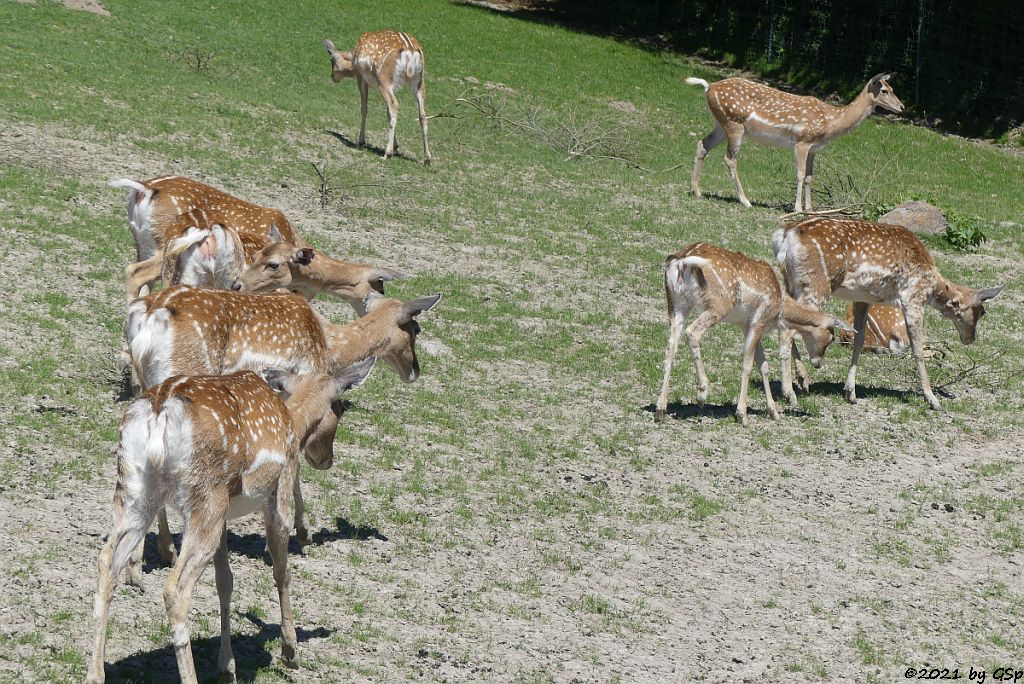 Mesopotamischer Damhirsch