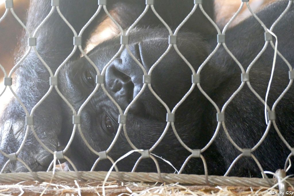 Westlicher Flachlandgorilla (Westlicher Gorilla)