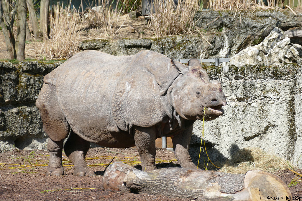 Panzernashorn (Indisches Panzernashorn)