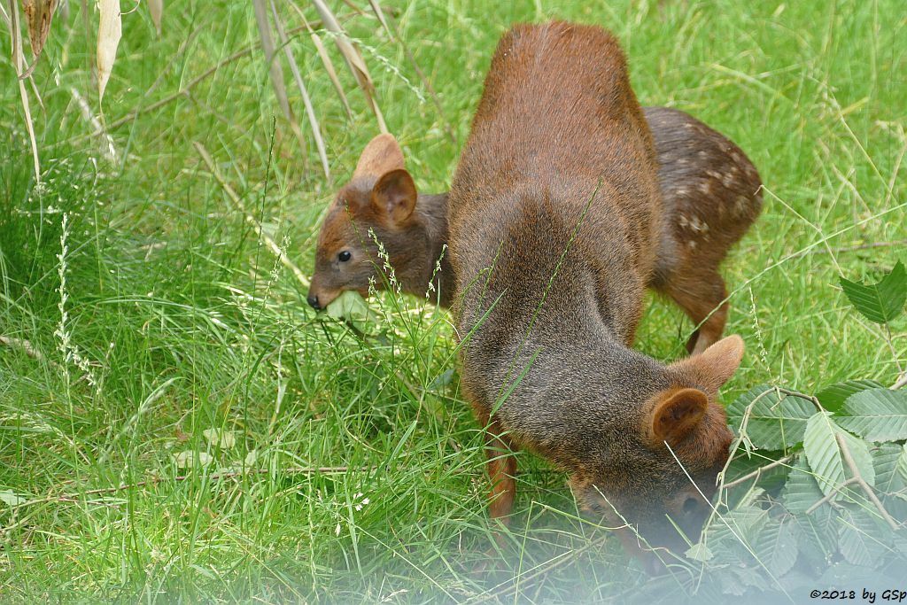 Südlicher Pudu (Südpudu), Jungtier geb. am 9.5.18 (10 Wochen)