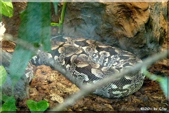 Südl. Madagaskarboa (Dumeril's Boa)