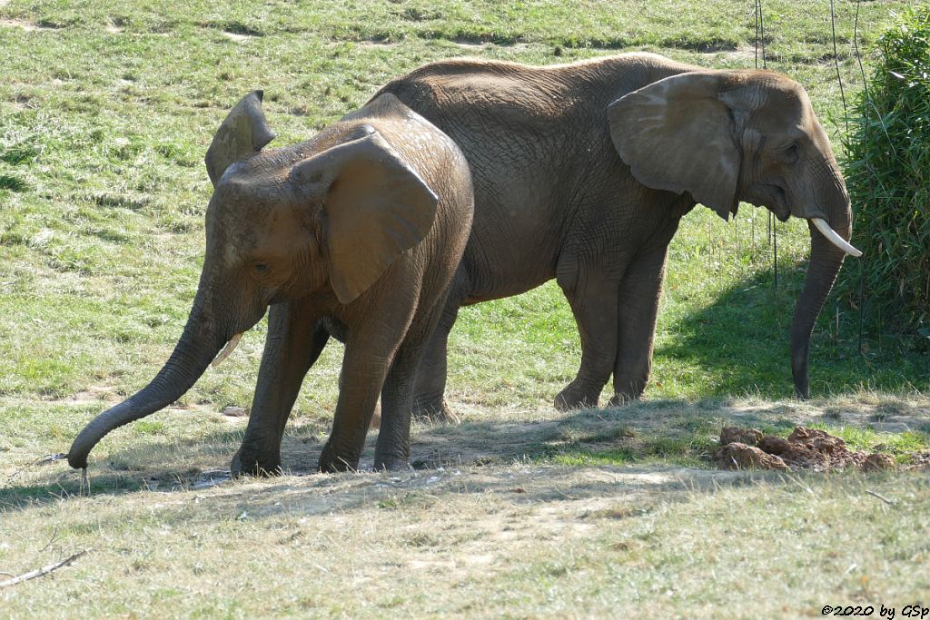 KARIBA, LILAK