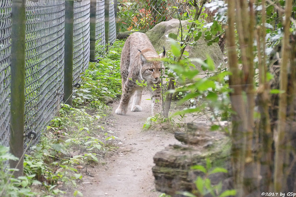 Eurasischer Luchs (Nordluchs)