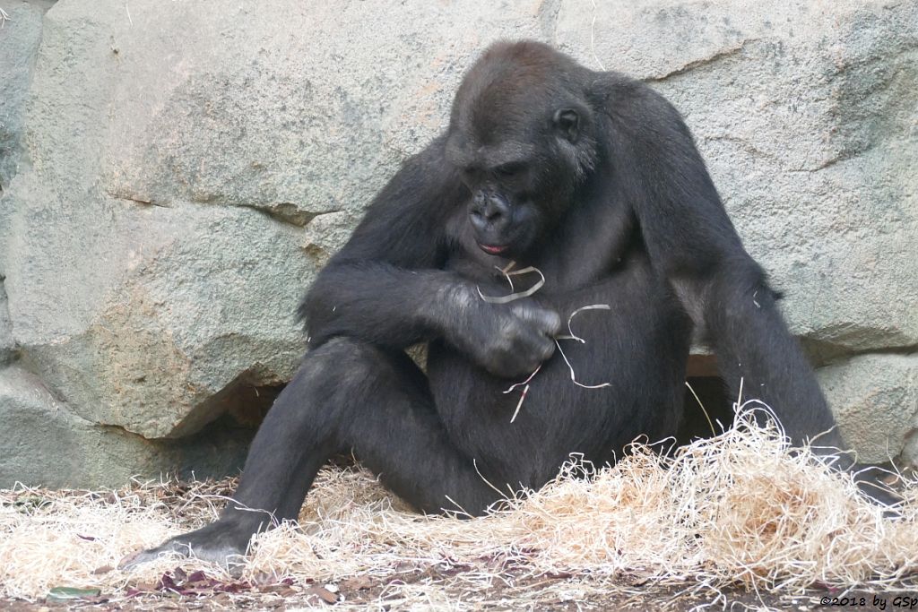 Flachlandgorilla QUEMBO