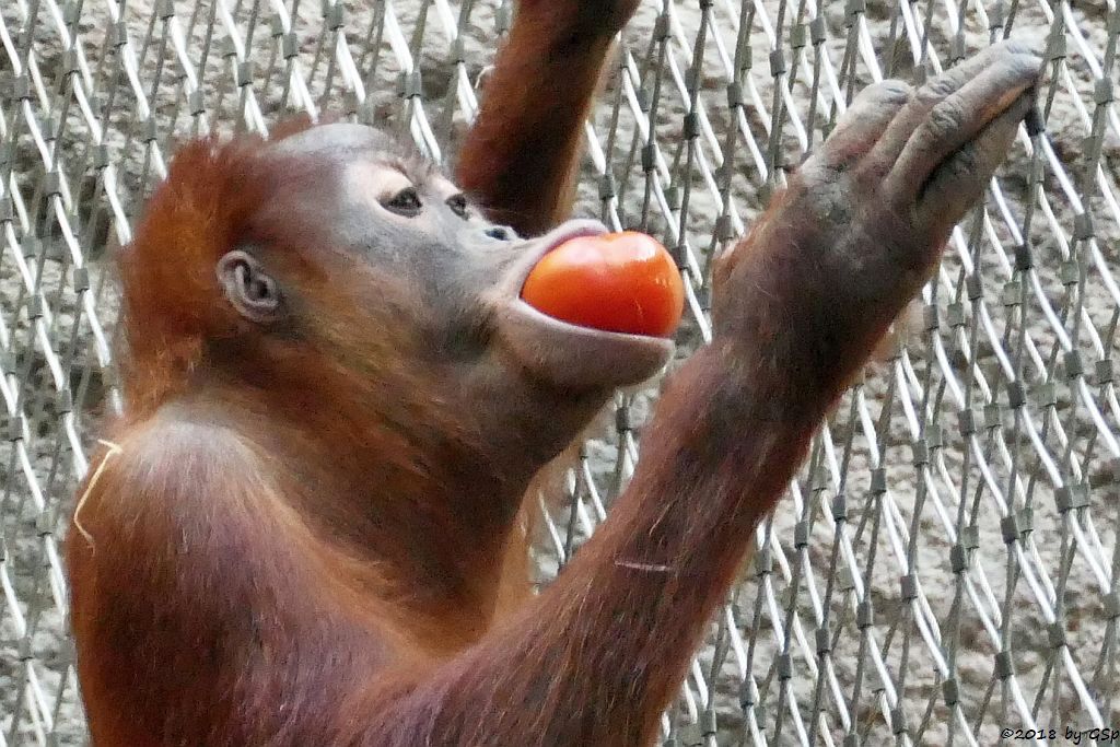 Sumatra-Orang-Utan SAYANG