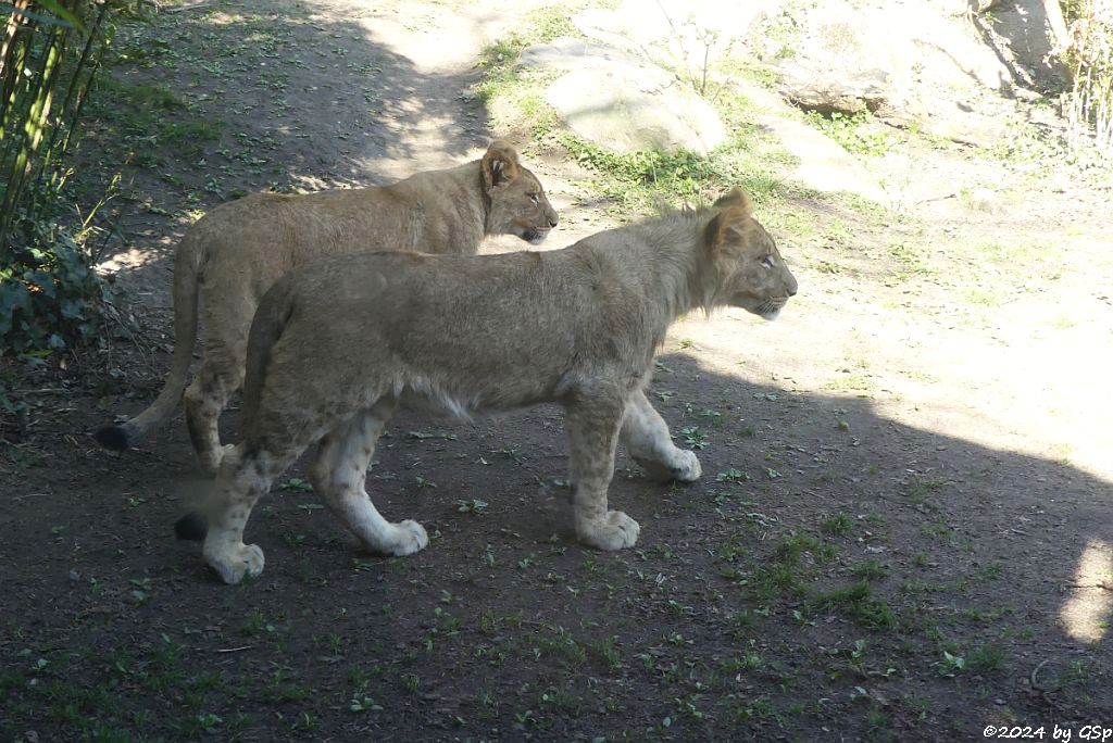 Kalahari-Löwe (Etoscha-Löwe, Wüstenlöwe)