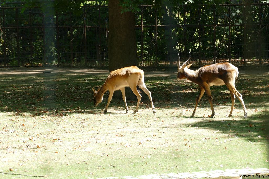 Weissnacken-Moorantilope (Mrs. Grays Wasserbock)