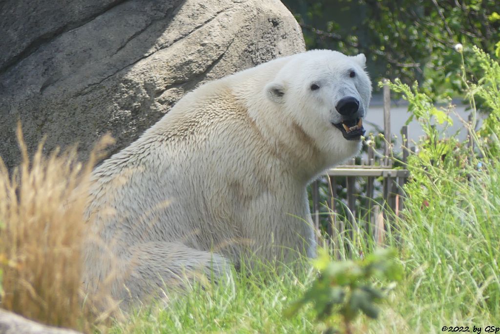 Eisbär (Polarbär)