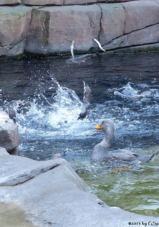 Humboldt-Pinguin, Magellan-Dampfschiffente