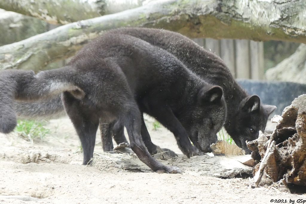 Polarfuchs (Eisfuchs, Blaufuchs)