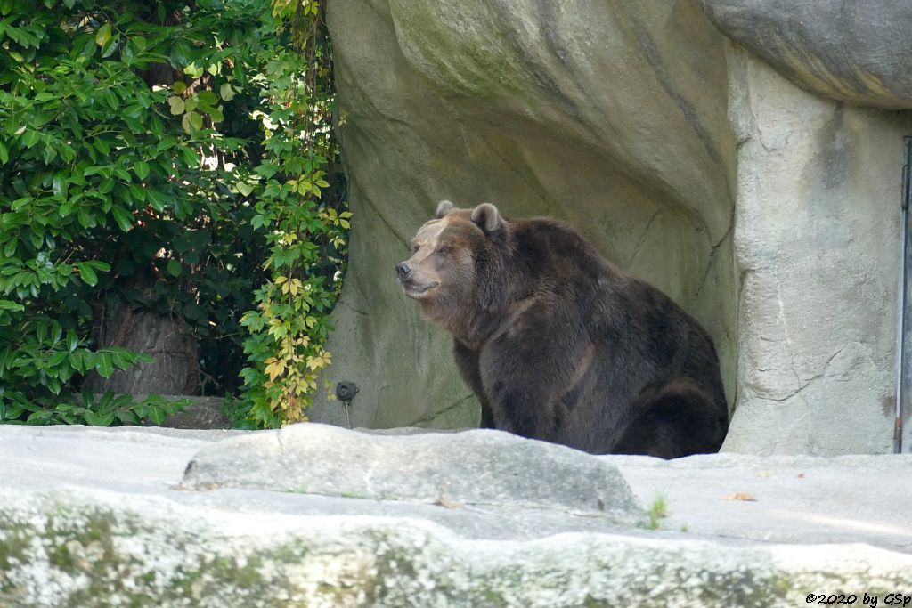 Kamtschatkabär