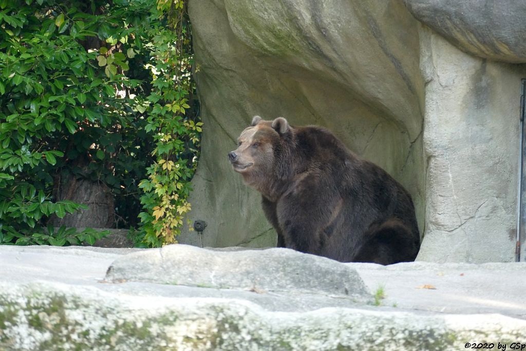 Kamtschatkabär