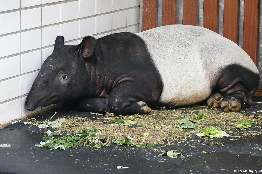 Schabrackentapir (Malaysischer Tapir)