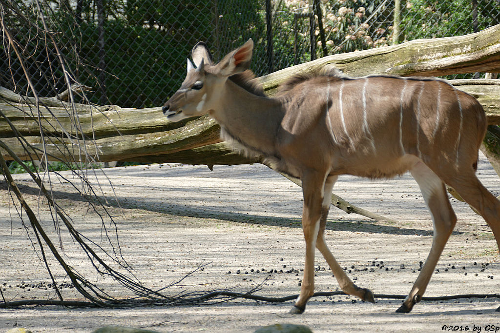 Großer Kudu