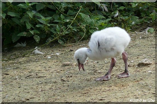 Flamingoküken