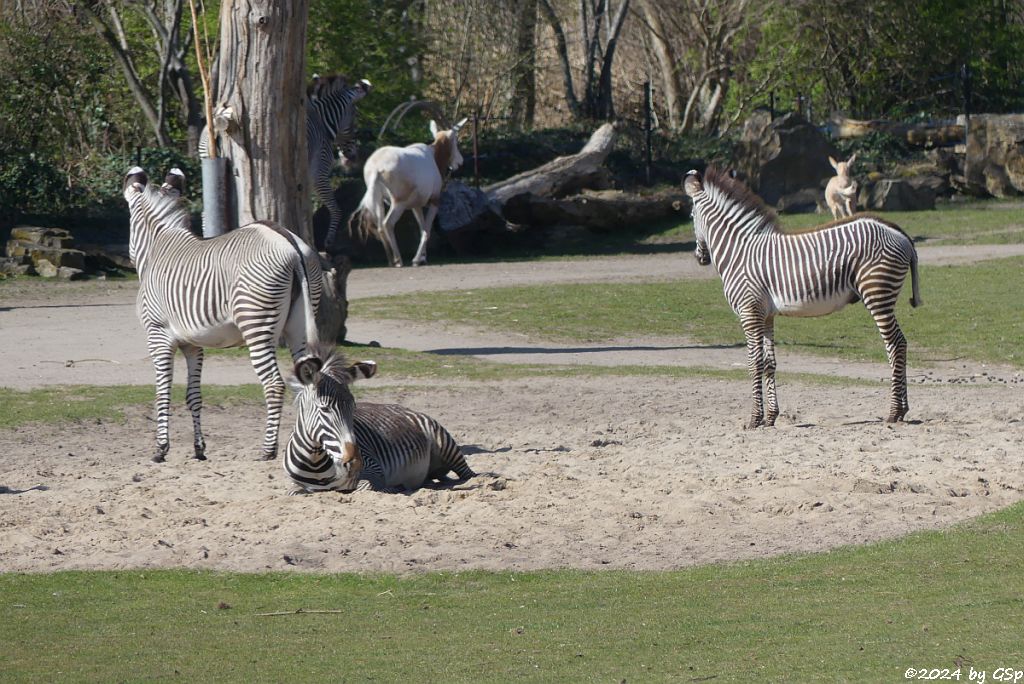 Grévy-Zebra, Säbelantilope