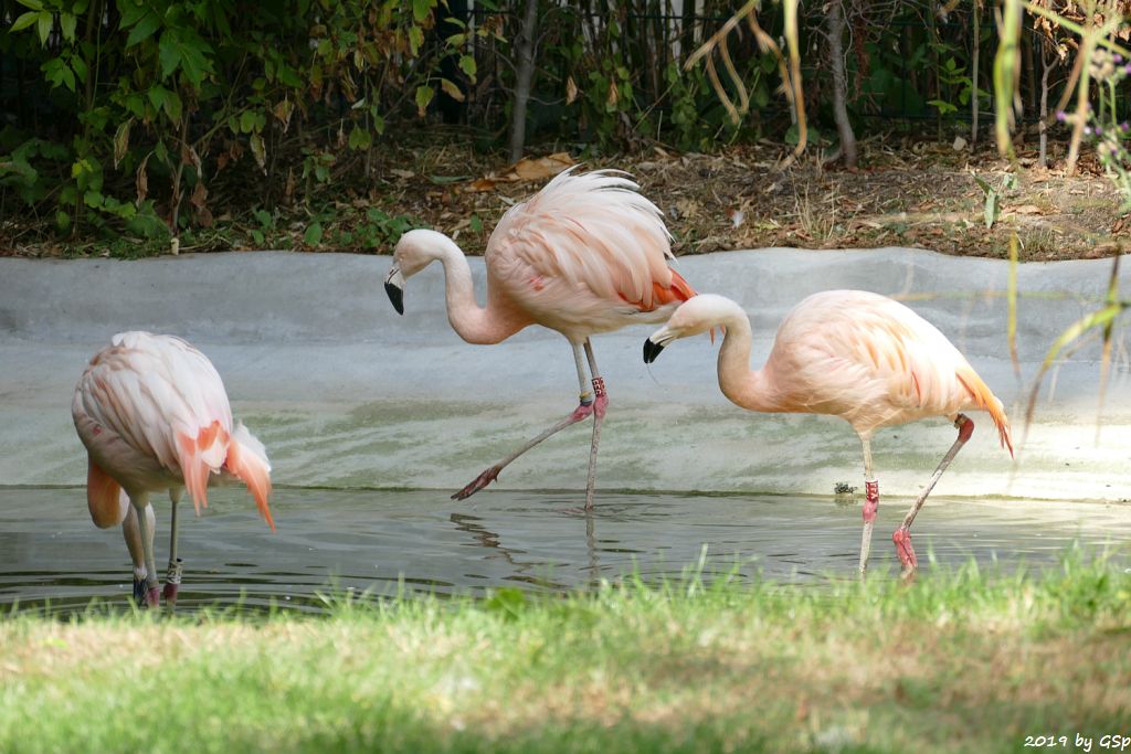 Chileflamingo (Chilenischer Flamingo)