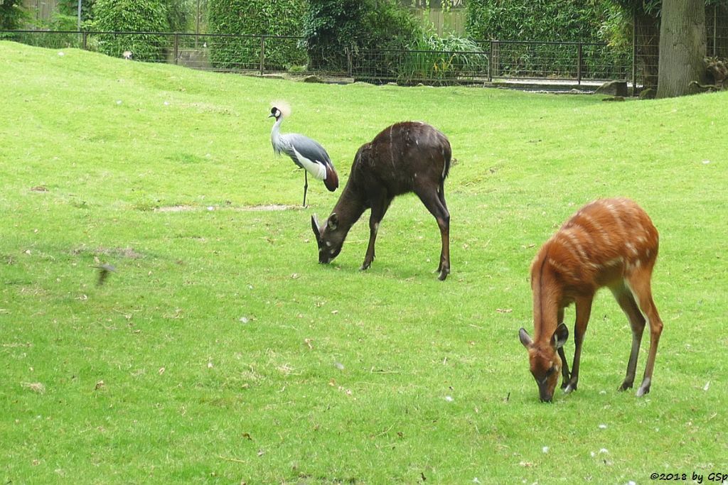 Westliche Sitatunga