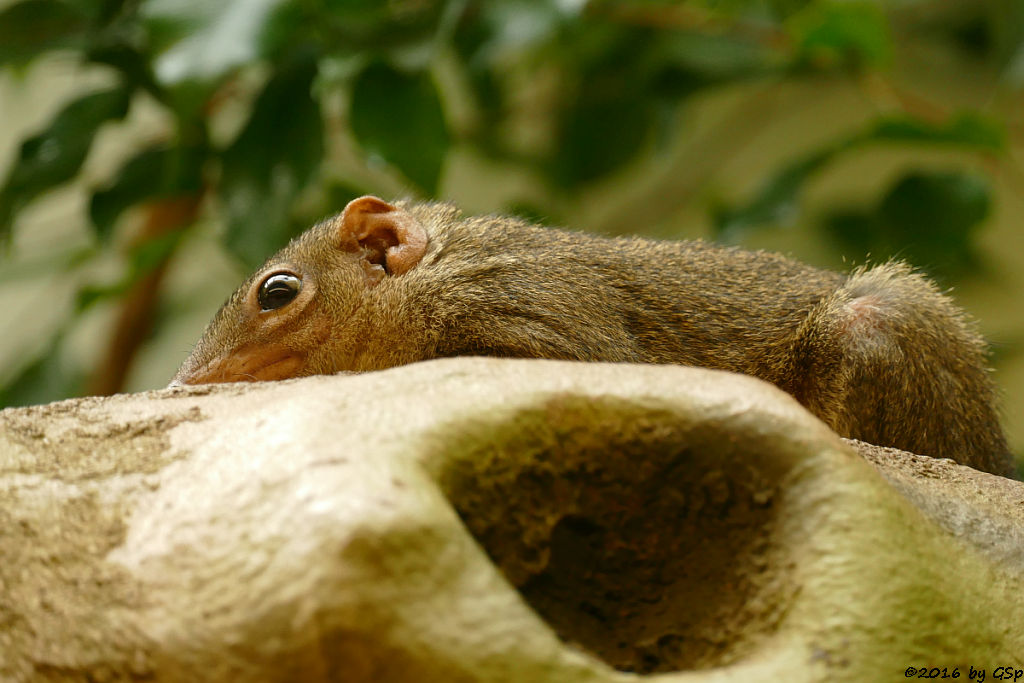 Spitzhörnchen (Tupaia)