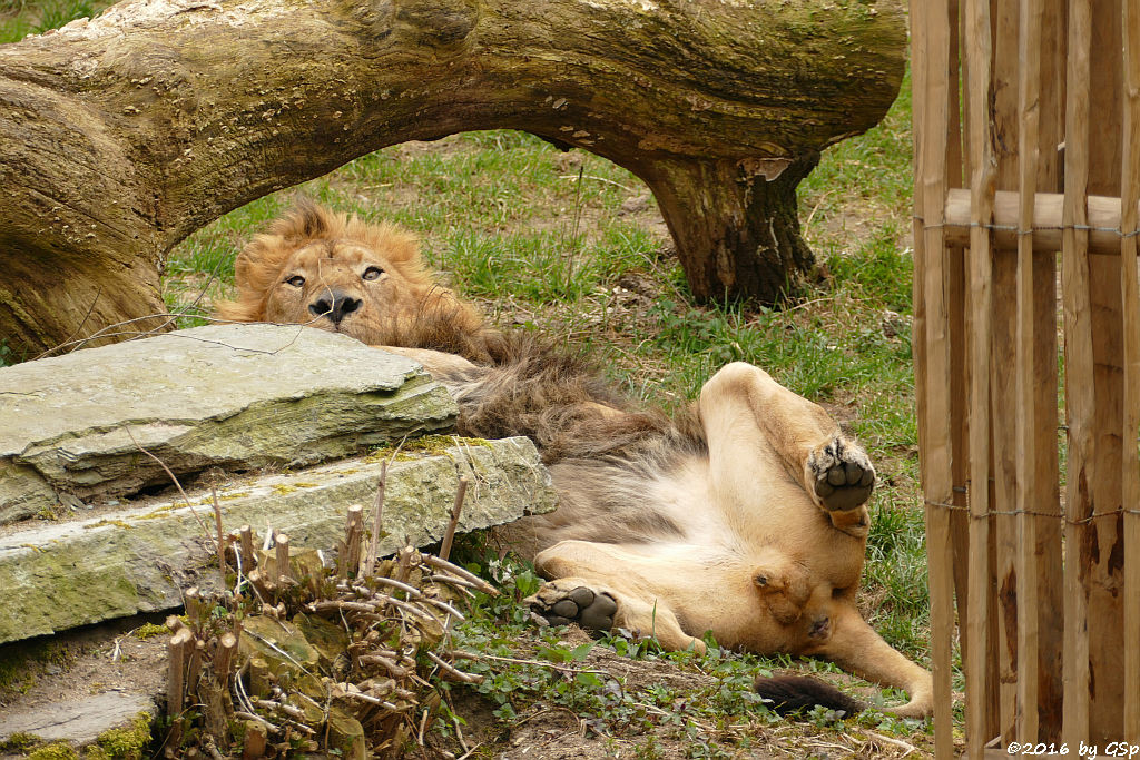 Asiatischer Löwe TEJAS