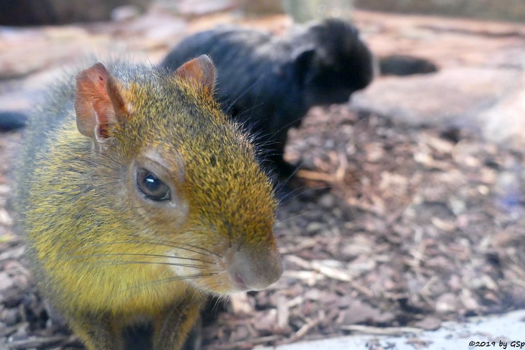 Grünes Zwergaguti (Grünes Acouchy), Springtamarin