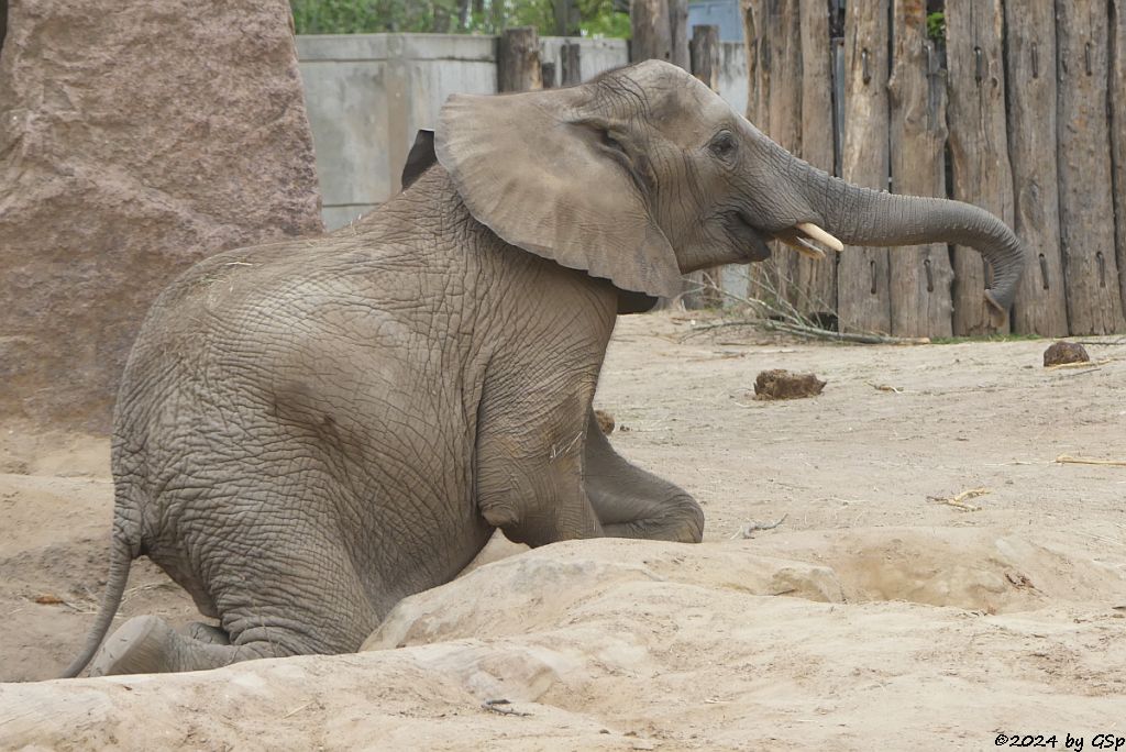 Elefanten Zoo Halle: TAMIKA