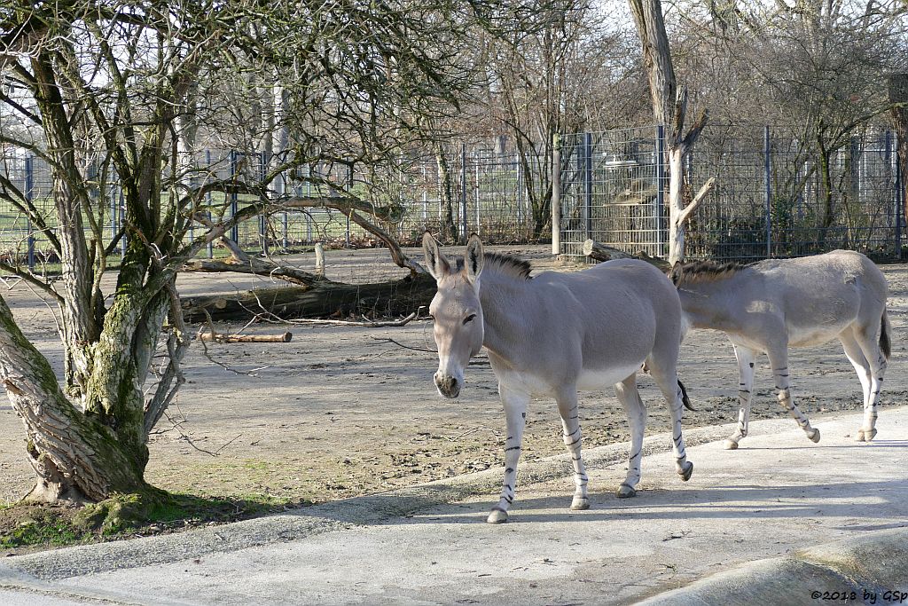 Somali-Wildesel