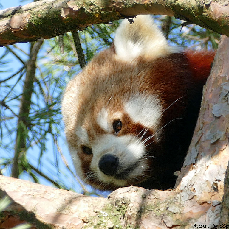 Westlicher Kleiner Panda (Westlicher Katzenbär, Nepalisischer Roter Panda)