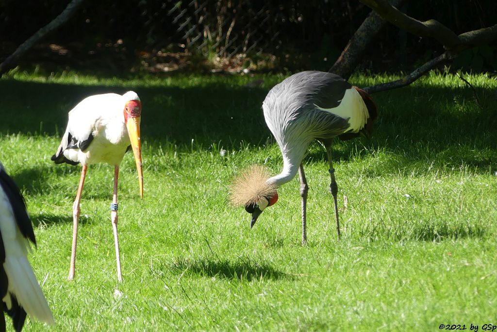 Nimmersatt (Afrikanischer Nimmersatt, Gelbschnabelstorch), Ostafrikanischer Kronenkranich