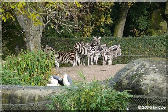 Chapman-Zebra, Marabu