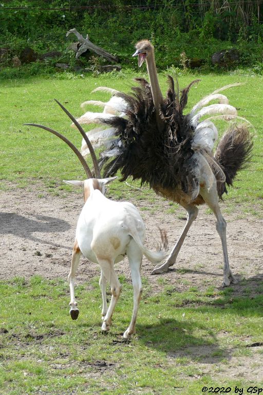 Südafrikanischer Blauhalsstrauß (Südstrauß), Säbelantilope