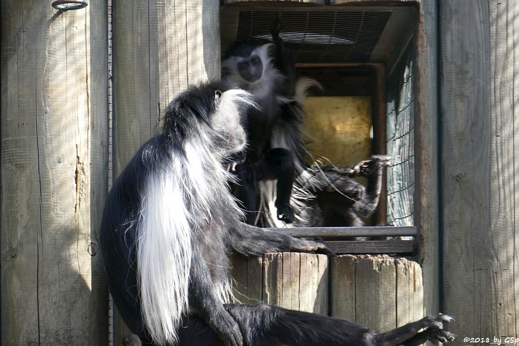 Tansania-Stummelaffe (Peters Angola-Guereza)