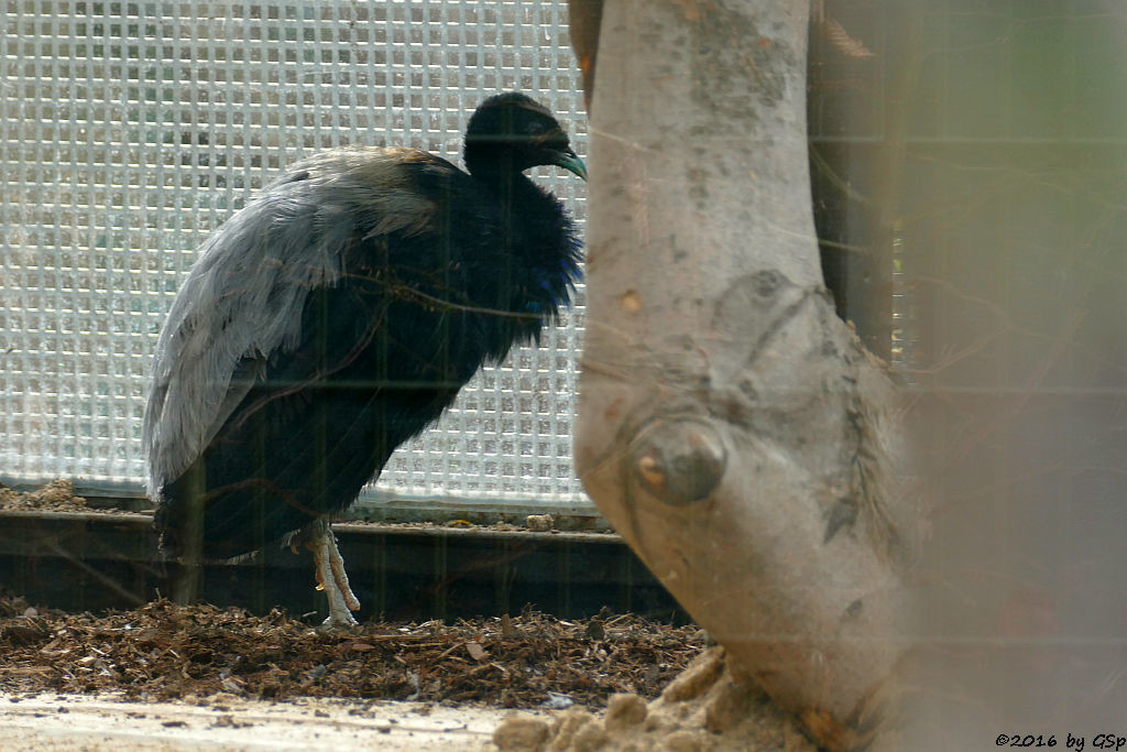 Grauflügel-(Graurücken-)Trompetervogel