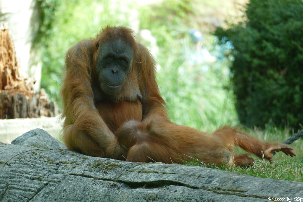 Sumatra-Orang-Utan